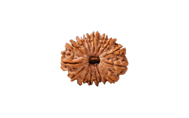 16 Mukhi Rudraksha (Nepali)