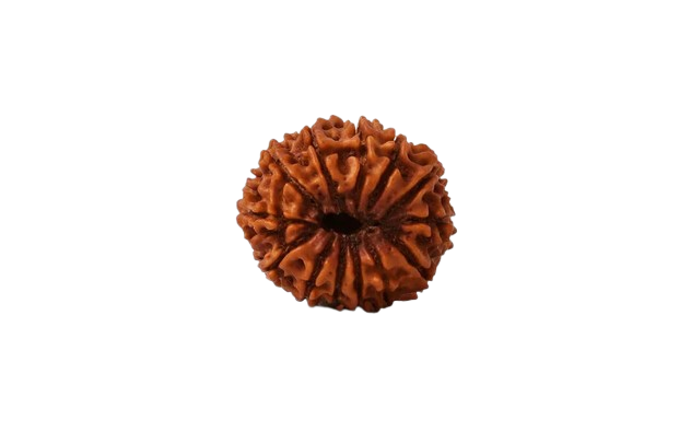 13 Mukhi Rudraksha (Nepali)