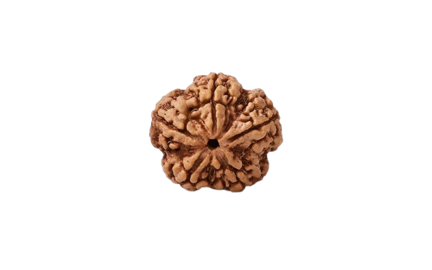 5 Mukhi Rudraksha (Nepali)